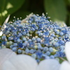 額紫陽花開花