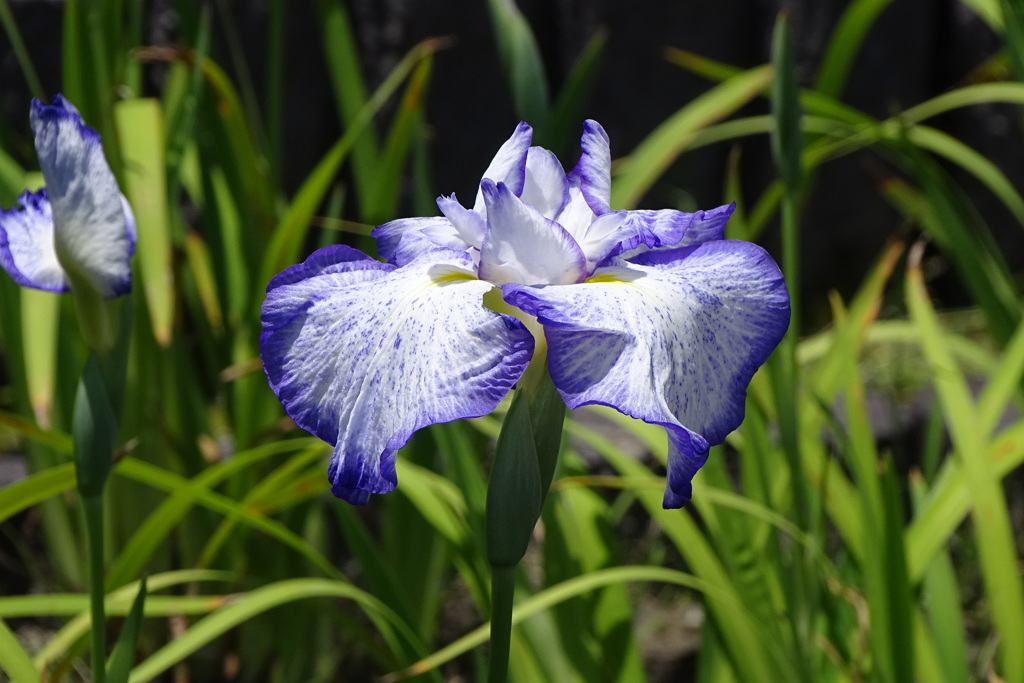 花菖蒲-長居植物園④