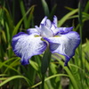 花菖蒲-長居植物園④
