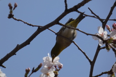 桜治郎-大阪城公園