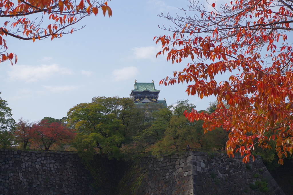 桜葉紅葉-大阪城公園⑥