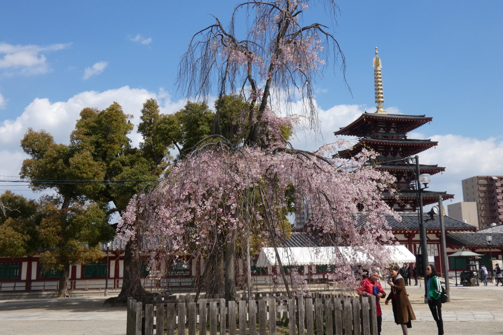 枝垂桜と五重塔