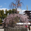 枝垂桜と五重塔
