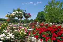 薔薇園-長居植物園 7