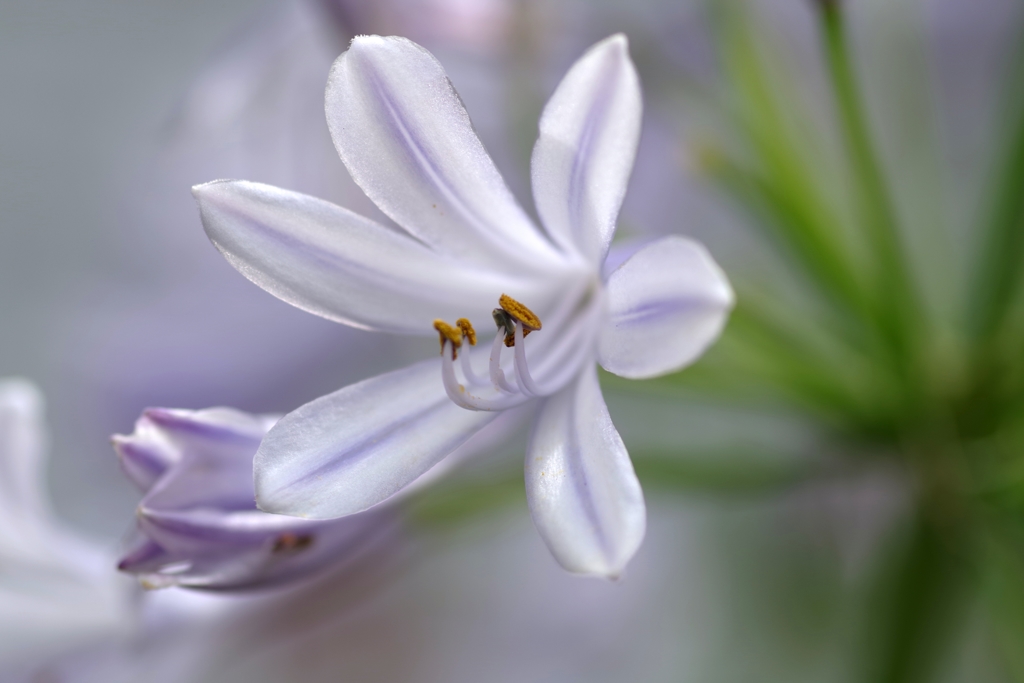 紫の薄化粧