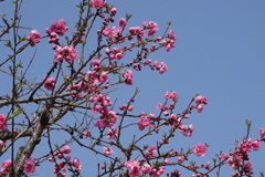 花桃-桃が池公園①