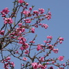 花桃-桃が池公園①
