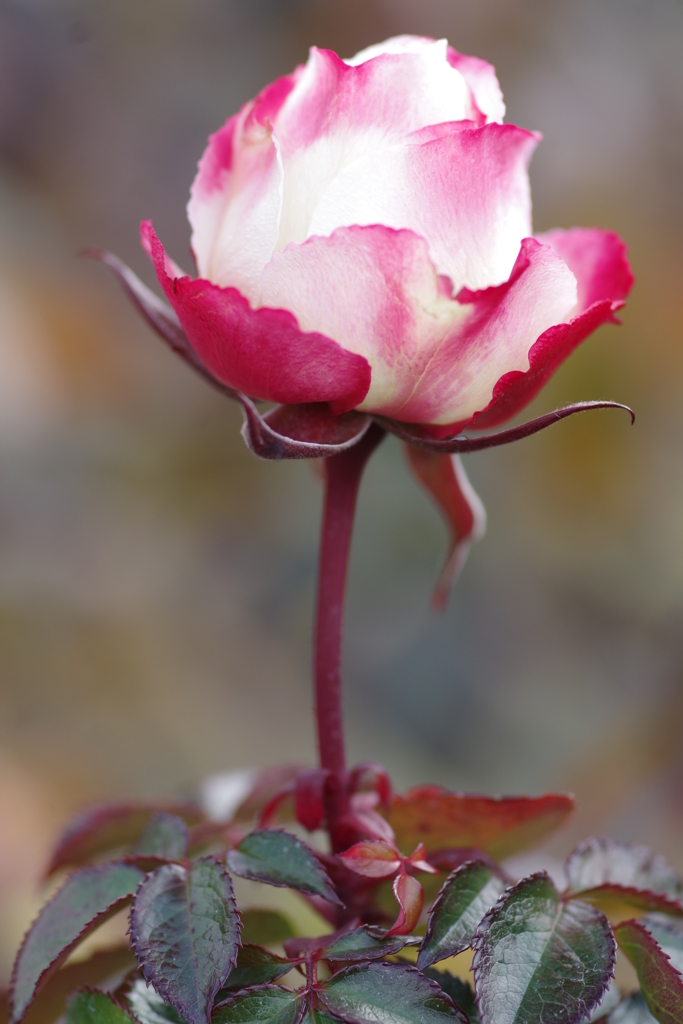 大寒薔薇マキシム