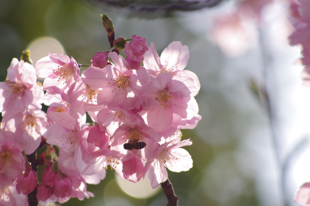 陽光桜に蜜蜂