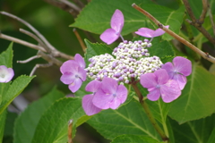 額紫陽花-四天王寺