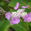 額紫陽花-四天王寺
