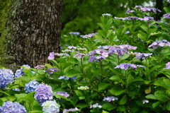 四天王寺の紫陽花④