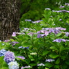 四天王寺の紫陽花④