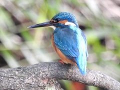 Kingfisher 01