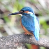 Kingfisher 01