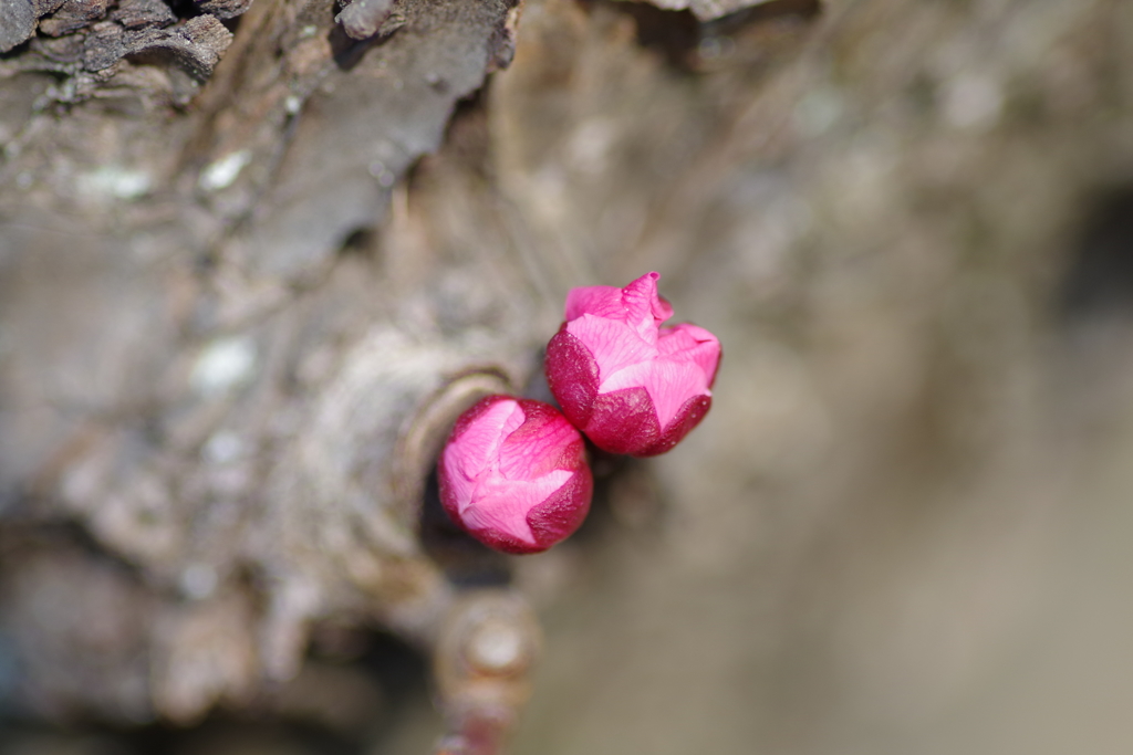 幹に蕾