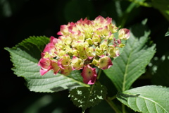 紫陽花-長居植物園