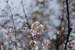 染井吉野-長居公園