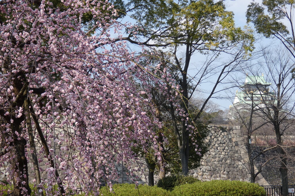 枝垂れ梅-大阪城公園