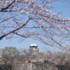 染井吉野と天守閣