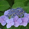 四天王寺の紫陽花⑥