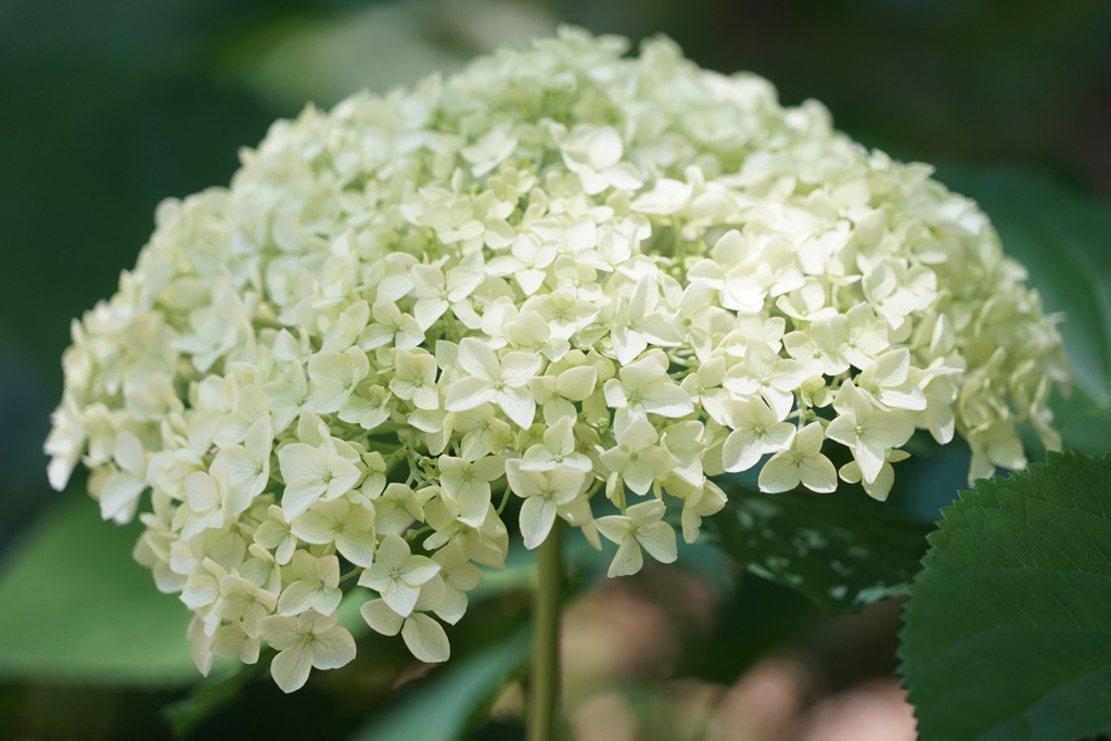 アナベル-長居植物園