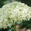 アナベル-長居植物園