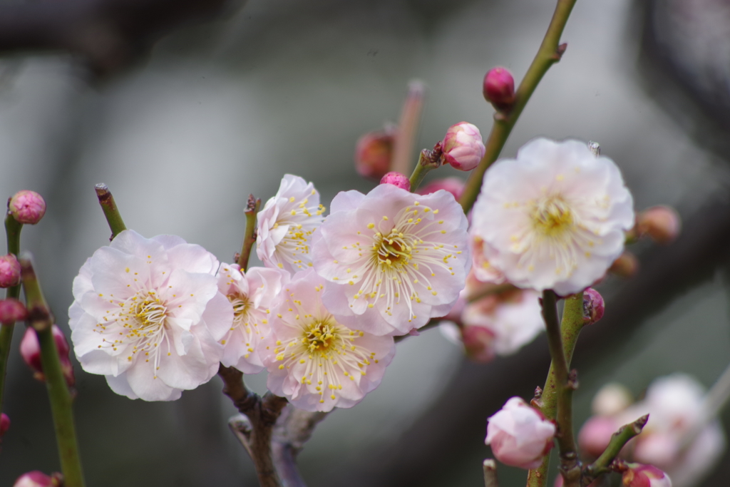 薄桃梅 花と蕾