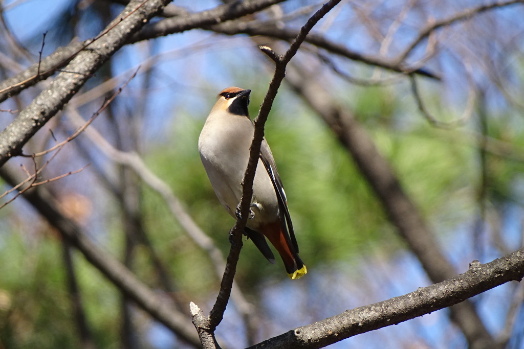 黄連雀-長居植物園