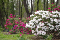 紅白石楠花-長居植物園