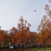 杉の紅葉