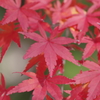紅葉街道最後の紅葉