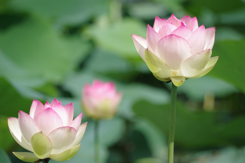 閉じる花達