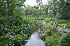 アジサイ園-長居植物園