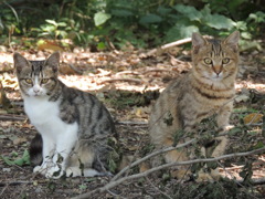 20121013 子猫のポーズ