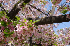 葉桜-四天王寺庚申堂①