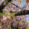 葉桜-四天王寺庚申堂①