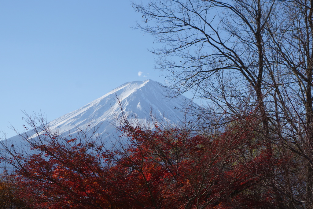 最後の紅葉
