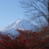 最後の紅葉