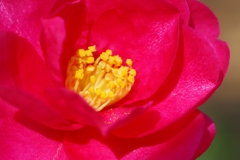 山茶花②