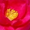 山茶花②