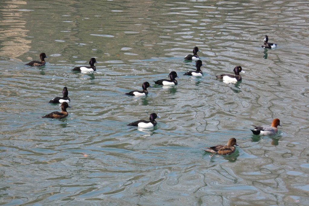 金黒羽白と緋鳥鴨