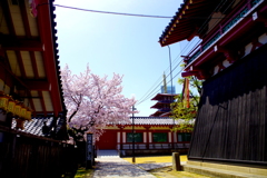 四天王寺亀井堂(左)と太鼓楼の間