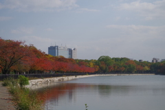 桜葉紅葉-大阪城公園④
