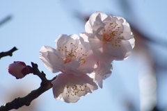 透桃梅 花と蕾