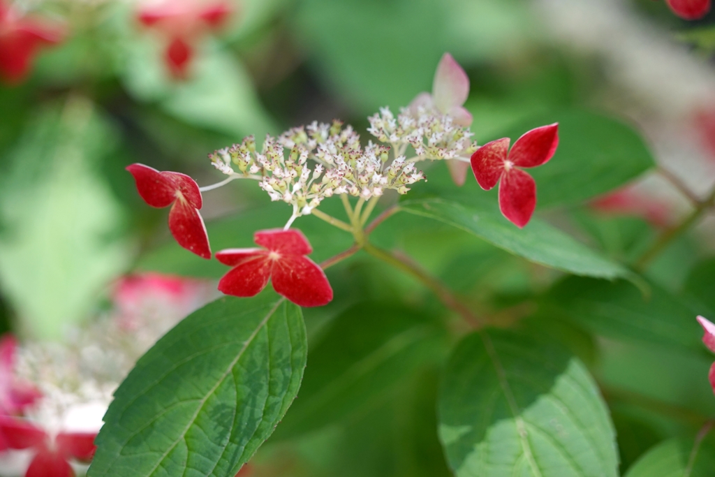 紅-長居植物園