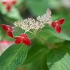 紅-長居植物園
