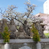 七福神と染井吉野
