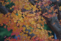 河口湖オルゴールの森美術館 7