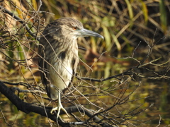 ホシゴイ-河底池(天王寺公園)